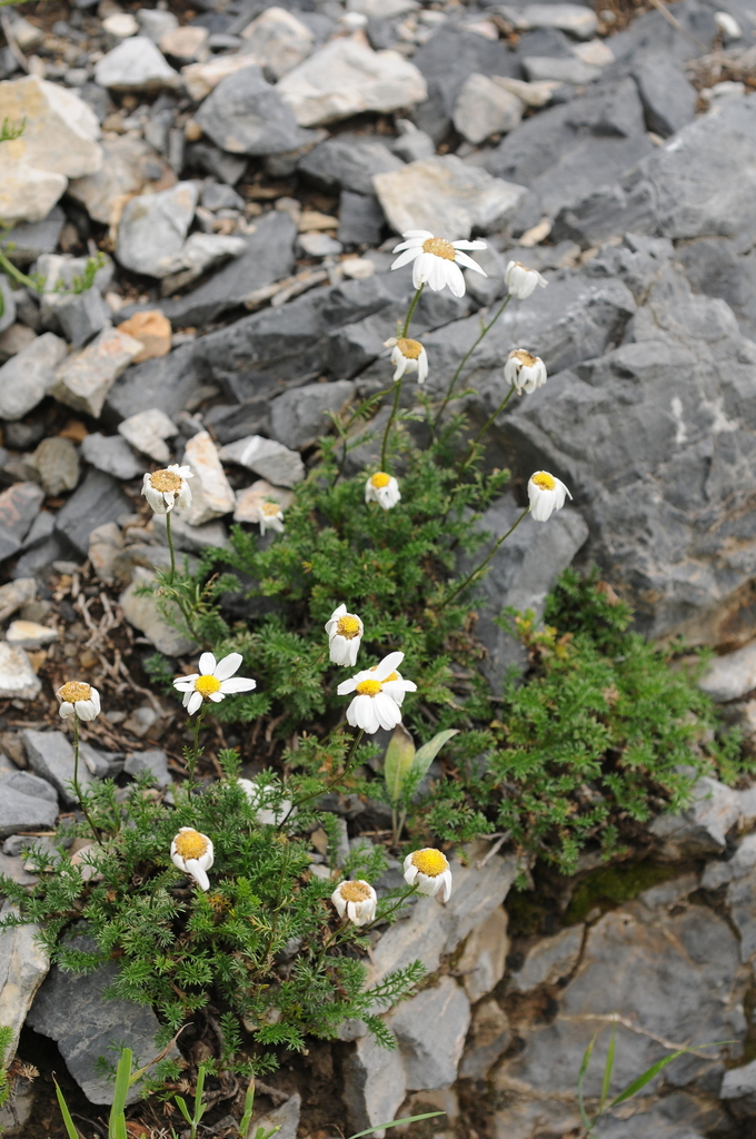 Richteria tianschanica