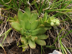Rosularia alpestris