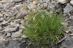 Schrenkia congesta