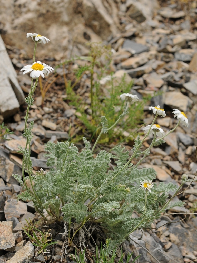Himalayan Chrysanthemum