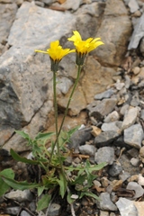 Crepis oreades