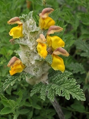 Phlomoides speciosa