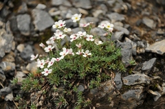 Androsace sericea