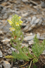 Pedicularis talassica