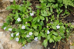 Stephanocaryum olgae