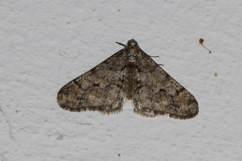 Spring Usher Moth, Wageningen, Nederland, photo 10 of 10