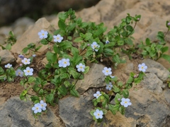 Stephanocaryum olgae