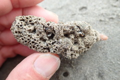 Neosabellaria kaiparaensis