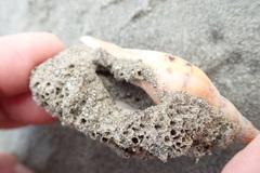 Neosabellaria kaiparaensis
