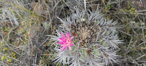 Eriosyce clavata