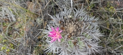 Eriosyce clavata