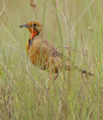 Macronyx capensis colletti