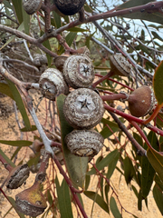 Eucalyptus burracoppinensis