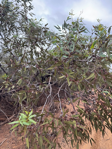 Eucalyptus burracoppinensis, photograph 2