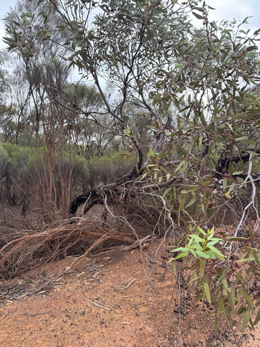 Eucalyptus burracoppinensis, photograph 3