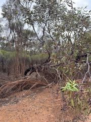(c) Tyler Anthony, some rights reserved (CC BY) Eucalyptus burracoppinensis, photograph (c) Tyler Anthony, some rights reserved (CC BY)