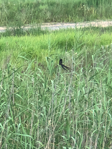 Red-collared Widowbird (Euplectes ardens), photo 4