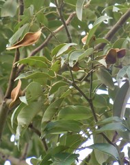 Lonchocarpus pluvialis