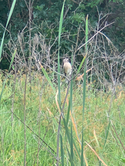 Crithagra atrogularis