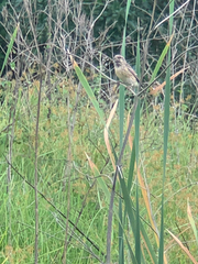 Crithagra atrogularis