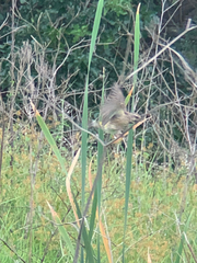 Crithagra atrogularis