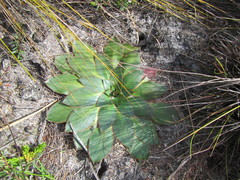 Hermas ciliata
