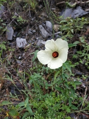 Hibiscus acicularis