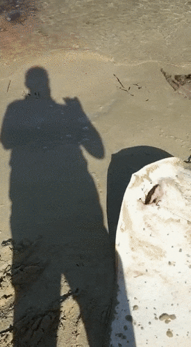 Spiny Butterfly Ray