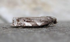 Archips mortuana