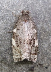 Archips mortuana