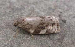 Archips mortuana