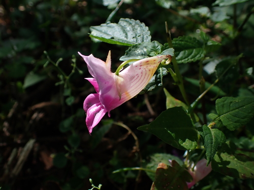 Toothed busy lizzie (Impatiens spirifera)