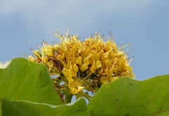 Deplanchea tetraphylla