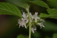 Calycomyza menthae