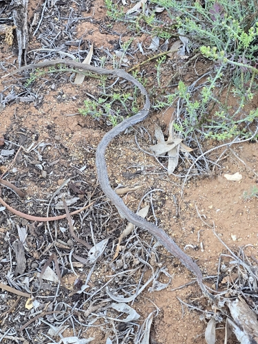 Yellow-faced Whipsnake sighting