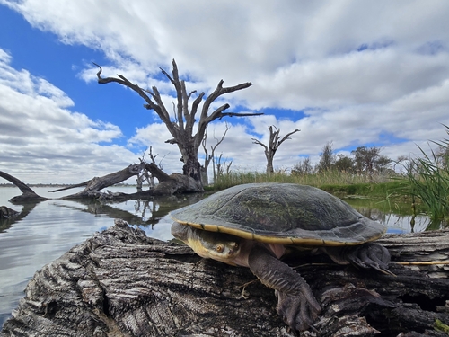 Giant Snake-necked Turtle, Chelodina expansa