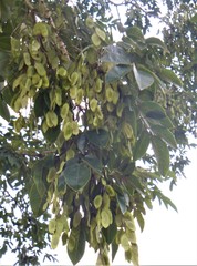 Platymiscium pinnatum