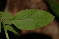 Calycomyza menthae