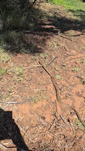 Eastern Brown Snake sighting