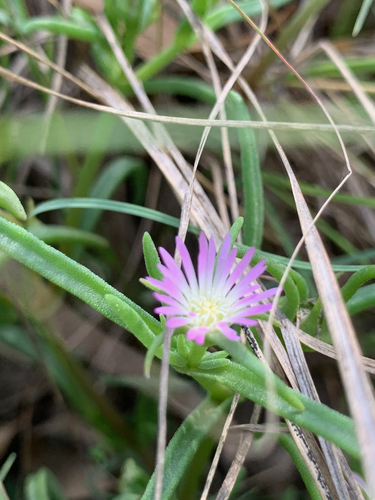 Image of Delosperma herbeum by (c) Matthew Fainman, some rights reserved (CC BY)
