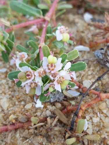 Euphorbia rosea