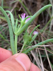 Delosperma herbeum