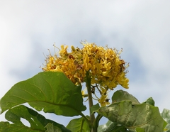 Deplanchea tetraphylla