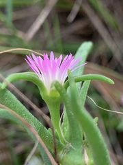 Delosperma herbeum