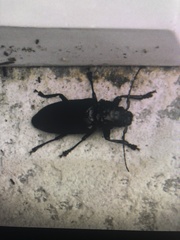 Archodontes melanopus