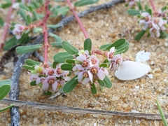Euphorbia rosea