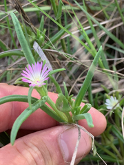 Delosperma herbeum