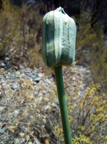 Pyrolirion boliviense, photograph 6