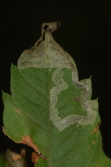 Liriomyza carphephori