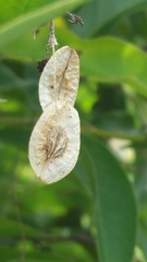 Image of Paederia bojeriana